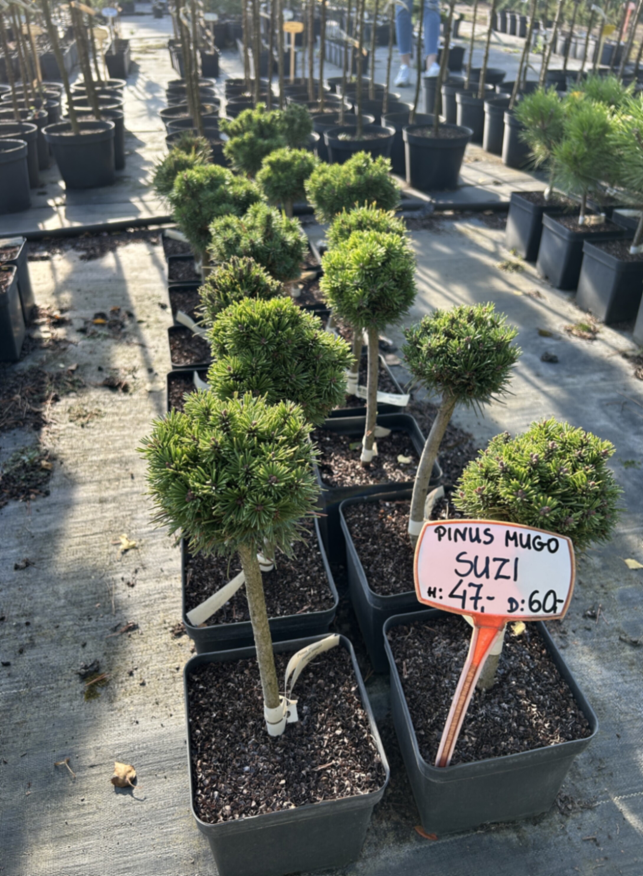 Сосна горная Сьюзи штамб